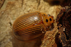 Paropsisterna intacta