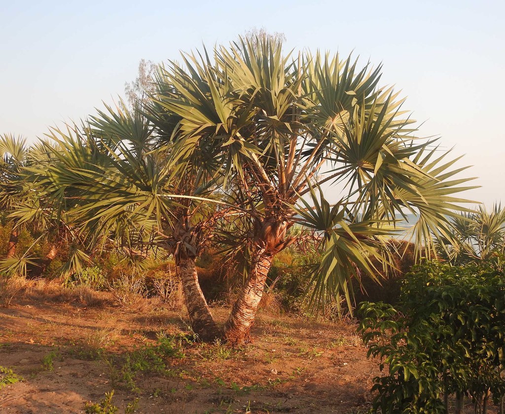 Ilala palm