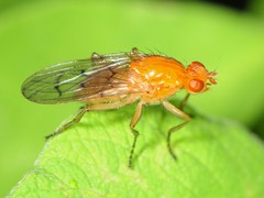 Dryomyzidae