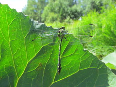 Ophiogomphus obscurus