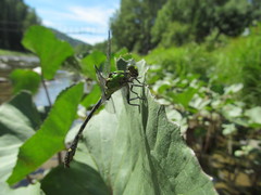 Ophiogomphus obscurus