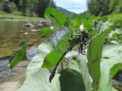 Ophiogomphus obscurus