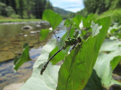 Ophiogomphus obscurus
