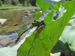 Ophiogomphus obscurus