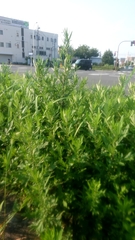 Artemisia princeps