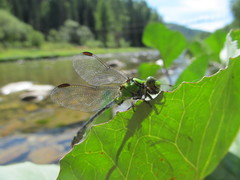 Ophiogomphus obscurus