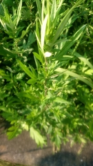 Artemisia princeps