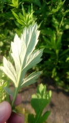 Artemisia princeps