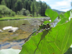 Ophiogomphus obscurus