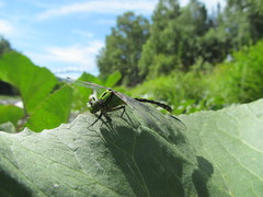 Ophiogomphus obscurus