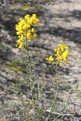 Acacia colletioides