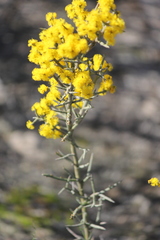 Acacia colletioides