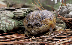 Breviceps gibbosus