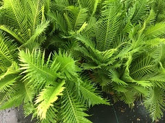 Blechnum gibbum