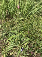 Carduus defloratus