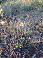 Calochortus tiburonensis