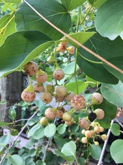 Cordia dichotoma