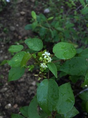 Croton glabellus polytrichus