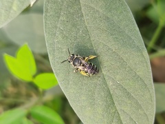 Nomia elliotii