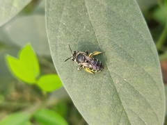 Nomia elliotii