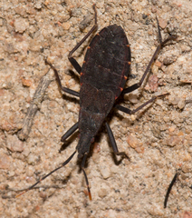 Hyocephalus aprugnus