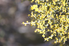 Acacia colletioides
