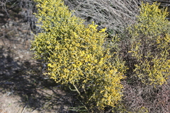 Acacia colletioides