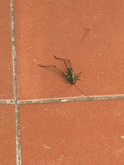 Eupholidoptera magnifica