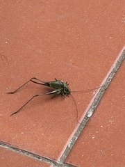 Eupholidoptera magnifica