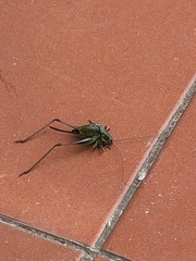 Eupholidoptera magnifica