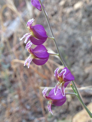 Streptanthus glandulosus glandulosus