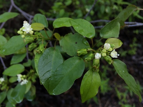 Croton glabellus ssp. polytrichus