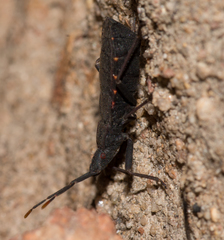 Hyocephalus aprugnus