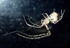 Mimetus eutypus
