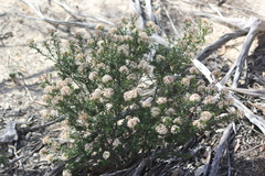 Pomaderris obcordata