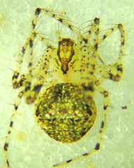 Mimetus eutypus