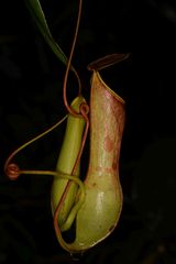 Nepenthes distillatoria