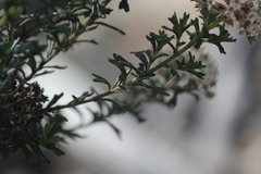 Pomaderris obcordata