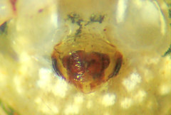 Mimetus eutypus