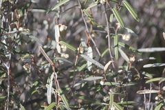 Lasiopetalum