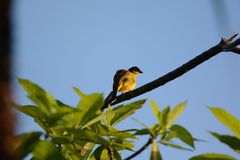 Rubigula melanicterus