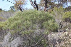 Acacia rigens