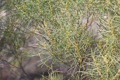 Acacia rigens