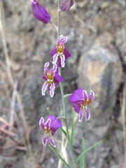 Streptanthus glandulosus glandulosus
