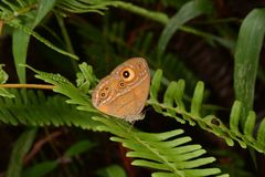Mycalesis patnia