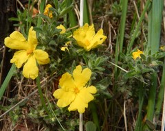Hibbertia crinita