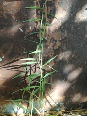 Cleistogenes serotina