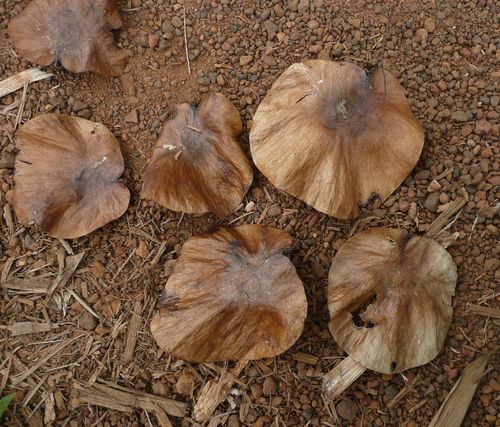 White Padouk (Pterocarpus mildbraedii)
