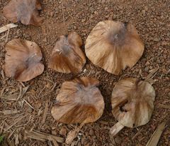 Pterocarpus mildbraedii