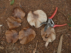 Pterocarpus mildbraedii